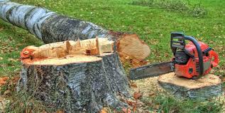 Best Tree Trimming and Pruning  in Collierville, TN