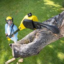 Best Lawn Maintenance Plans  in Collierville, TN