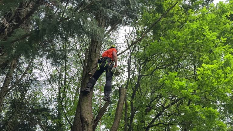 Professional Tree Removal in Collierville, TN