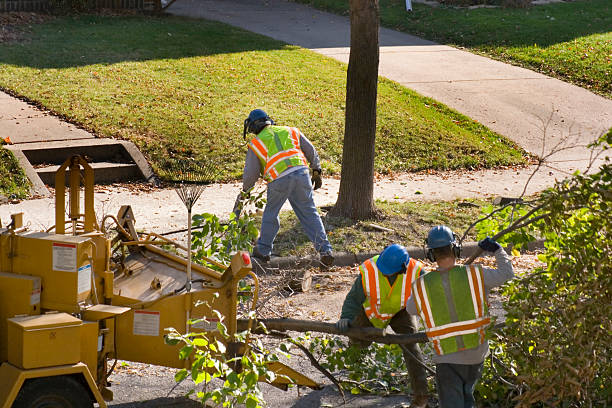 Best Landscape Design and Installation  in Collierville, TN