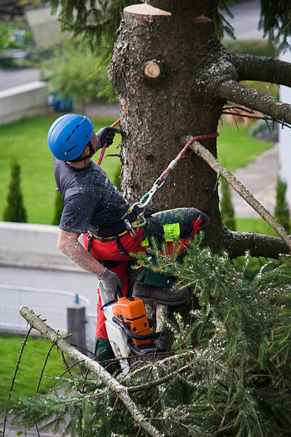 Best Lawn Renovation and Restoration  in Collierville, TN
